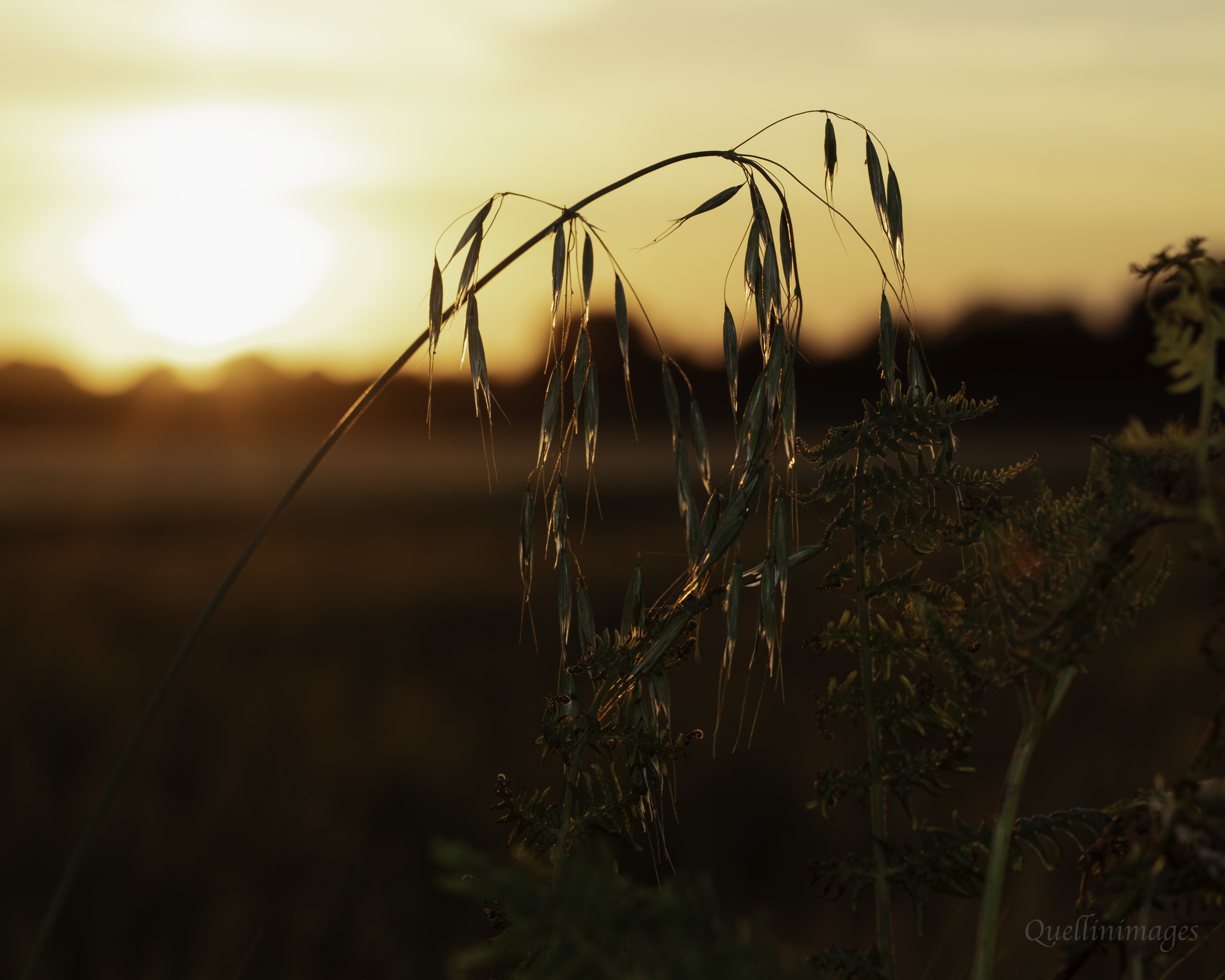 Evening in the fields