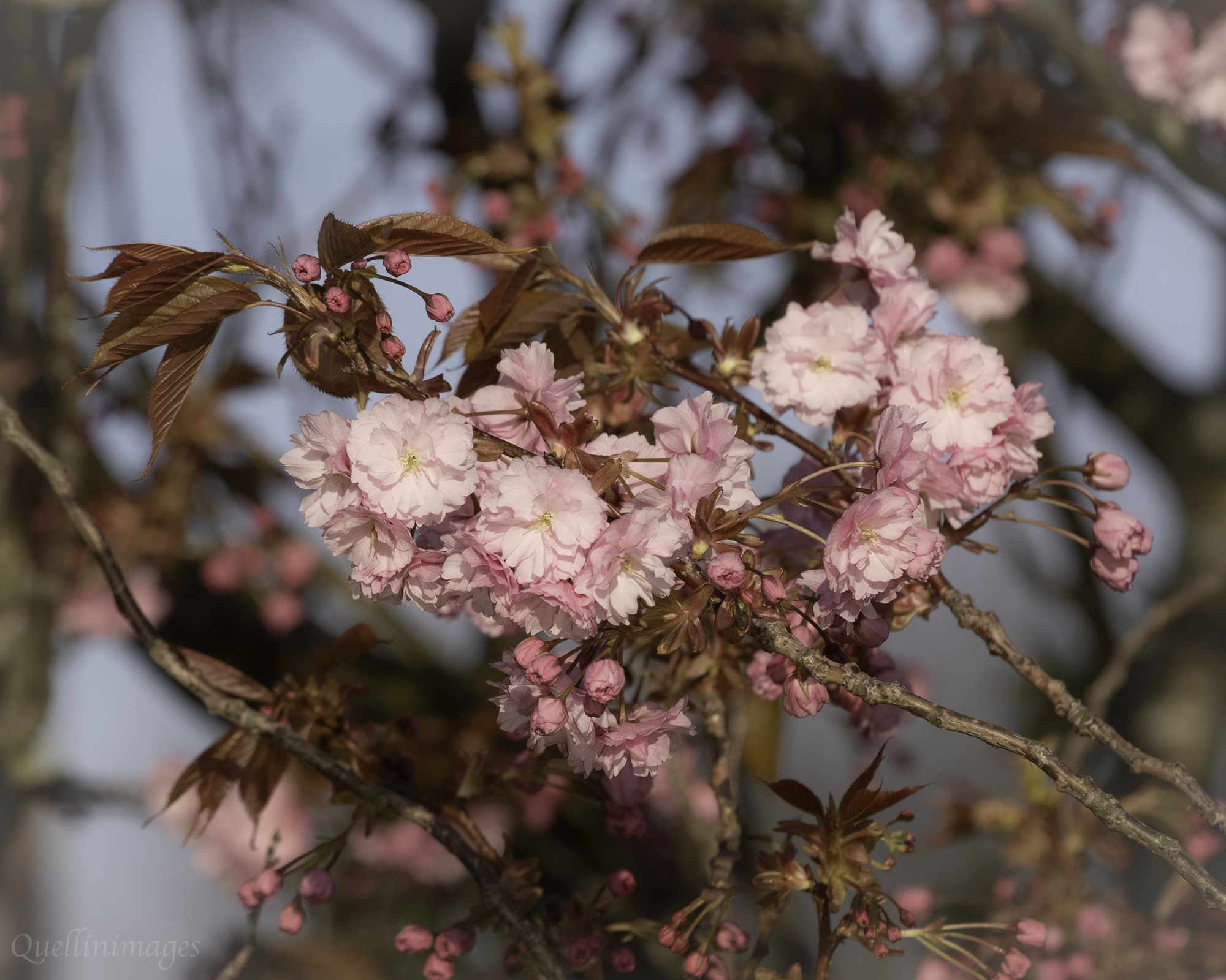 Cherry Blossom